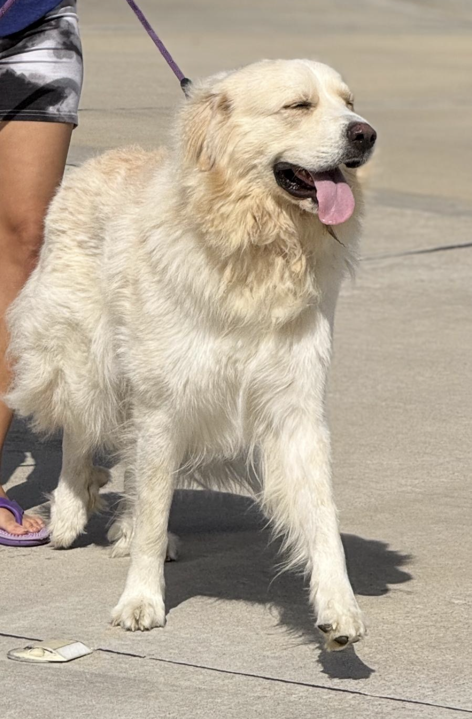 Suki